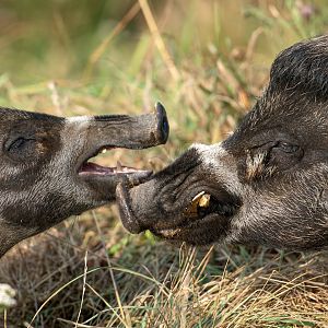 Visyan warty pigs, ZSL Whipsnade, UK