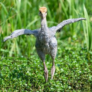 Blue crane chick, ZSL Whipsnade, UK