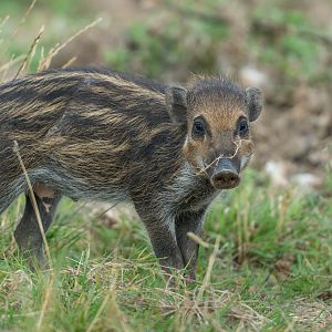 Visyan warty piglet, ZSL Whipsnade, UK