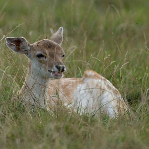 Fallow Deer fawn, ZSL Whipsnade, UK