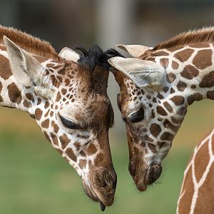 Young giraffes, ZSL Whipsnade, UK