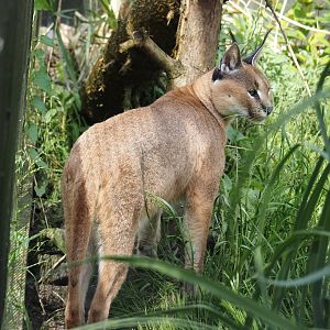 Caracal (Caracal caracal), 2024-05-11