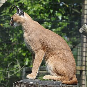 Caracal (Caracal caracal), 2024-05-11