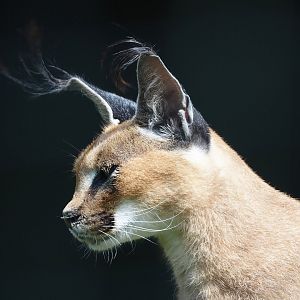 Caracal (Caracal caracal), 2024-05-11