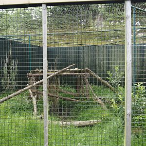 Greater grison exhibit, 2024-05-11