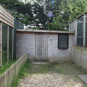 Greater grison and Common palm civet barn, 2024-05-11