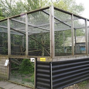Common palm civet exhibit, 2024-05-11