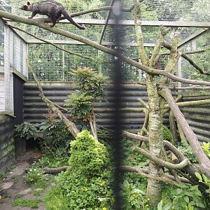 Common palm civet exhibit, 2024-05-11