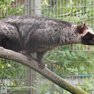 Common palm civet  (Paradoxurus hermaphroditus), 2024-05-11