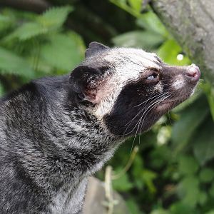 Common palm civet  (Paradoxurus hermaphroditus), 2024-05-11
