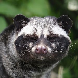 Common palm civet  (Paradoxurus hermaphroditus), 2024-05-11