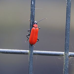 Wild Black-headed cardinal beetle (Pyrochroa coccinea), 2024-05-11