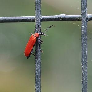 Wild Black-headed cardinal beetle (Pyrochroa coccinea), 2024-05-11