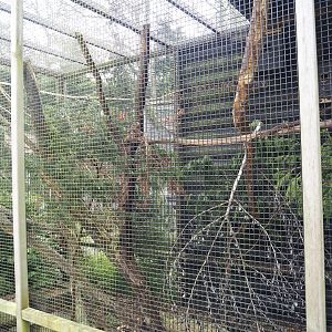 Exhibit for probable Pallas's squirrels, labeled as Perny's Long-nosed squirrel, 2024-05-11