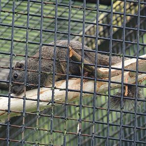 Pallas's squirrel (Callosciurus erythraeus), 2024-05-11