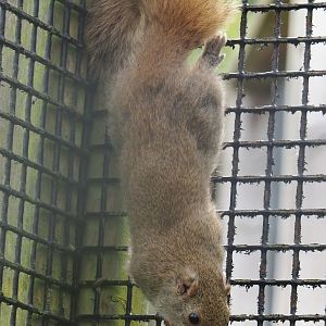 Pallas's squirrel (Callosciurus erythraeus), 2024-05-11