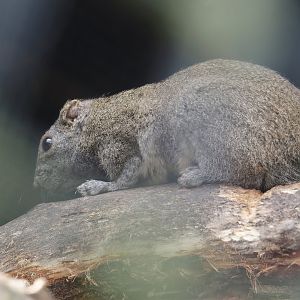 Pallas's squirrel (Callosciurus erythraeus), 2024-05-11