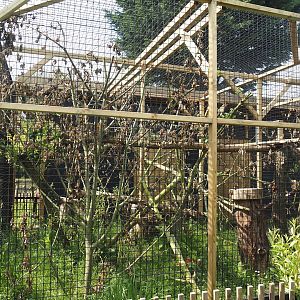 First Geoffroy's cat exhibit, 2024-05-11