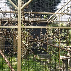 Second Geoffroy's cat exhibit, 2024-05-11