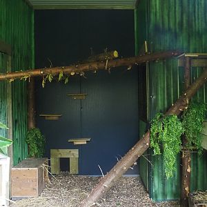 Geoffroy's cat indoor housing, 2024-05-11