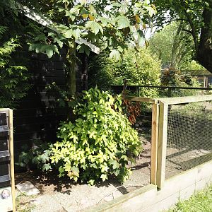 Domestic guinea pig exhibit, 2024-05-11