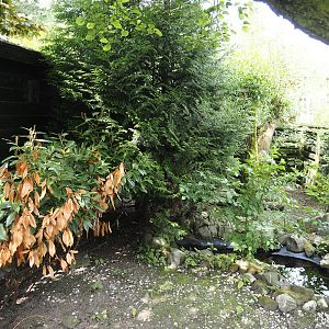 Domestic guinea pig exhibit, 2024-05-11