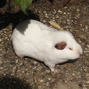 Domestic guinea pig (Cavia porcellus), 2024-05-11