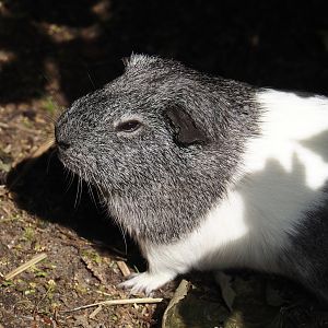 Domestic guinea pig (Cavia porcellus), 2024-05-11