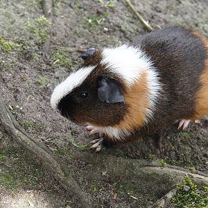 Domestic guinea pig (Cavia porcellus), 2024-05-11