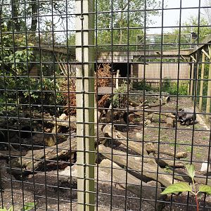 Silver red fox exhibit, 2024-05-11