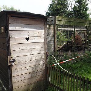 Silver red fox exhibit, 2024-05-11