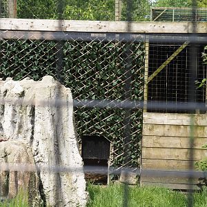 Silver red fox holding, 2024-05-11