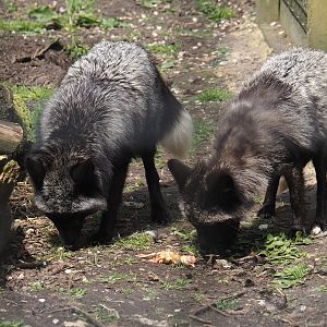 Silver red foxes (Vulpes vulpes), 2024-05-11