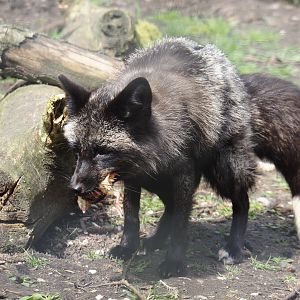 Silver red fox (Vulpes vulpes), 2024-05-11
