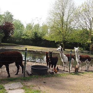 Capybara, European white stork, Alpaca, Domestic chicken, Domestic duck and Pond slider exhibit, 2024-05-11