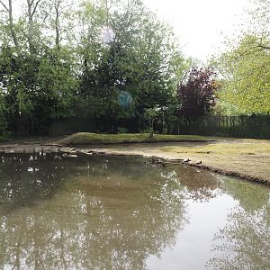 Capybara, European white stork, Alpaca, Domestic chicken, Domestic duck and Pond slider exhibit, 2024-05-11