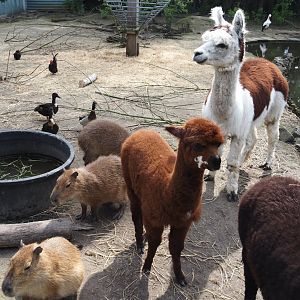 Alpacas (Vicugna pacos) and Capybaras (Hydrochoerus hydrochaeris), 2024-05-11