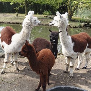 Alpacas (Vicugna pacos), 2024-05-11
