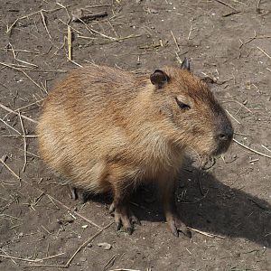 Capybara (Hydrochoerus hydrochaeris), 2024-05-11