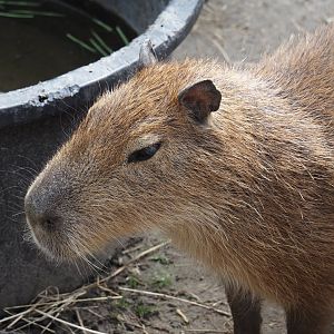 Capybara (Hydrochoerus hydrochaeris), 2024-05-11