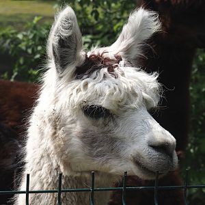 Alpaca (Vicugna pacos), 2024-05-11