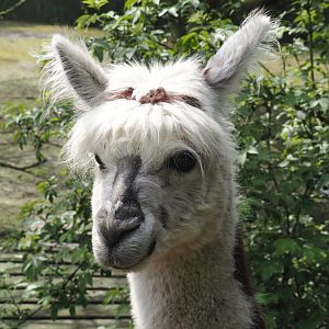 Alpaca (Vicugna pacos), 2024-05-11