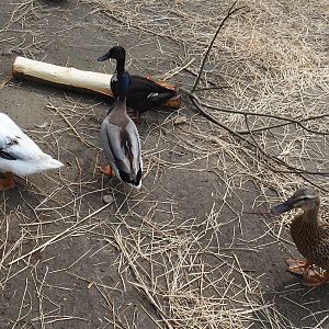 Domestic ducks (Anas platyrhynchos domesticus), 2024-05-11