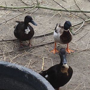Domestic ducks (Anas platyrhynchos domesticus), 2024-05-11