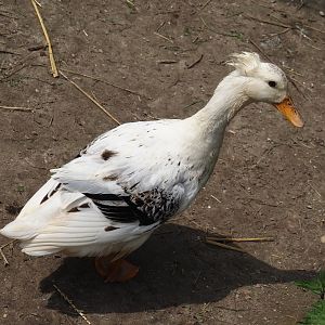 Crested domestic duck (Anas platyrhynchos domesticus), 2024-05-11