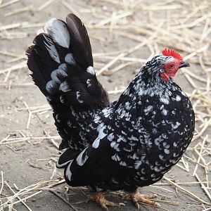 Domestic bantam chicken (Gallus gallus domesticus), 2024-05-11