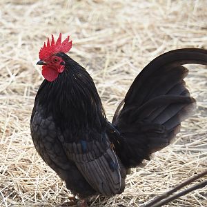 Domestic bantam rooster (Gallus gallus domesticus), 2024-05-11