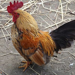 Domestic bantam rooster (Gallus gallus domesticus), 2024-05-11