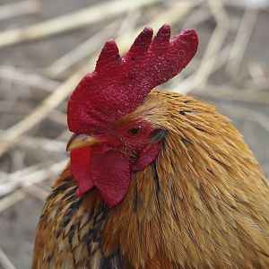 Domestic bantam rooster (Gallus gallus domesticus), 2024-05-11