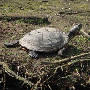 Pond slider (Trachemys scripta), 2024-05-11